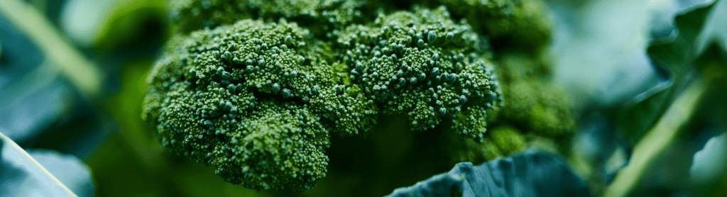 Broccoli is supergezond